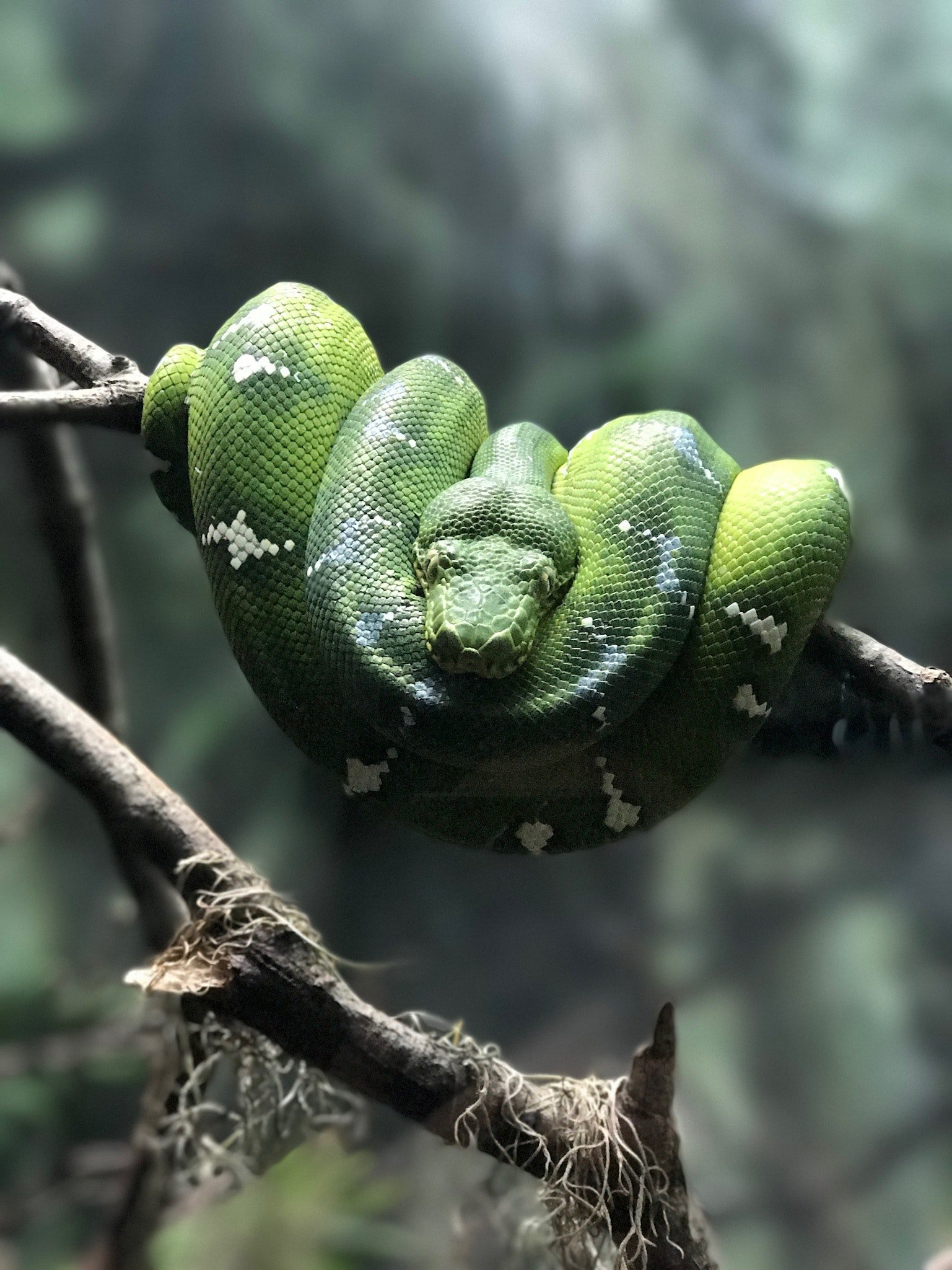 animal01